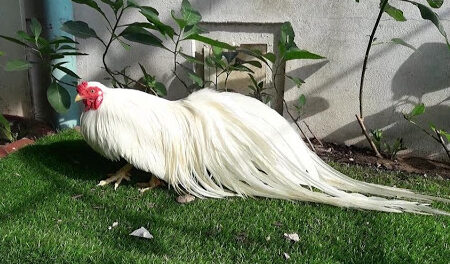 ga tre tân châu nhạn