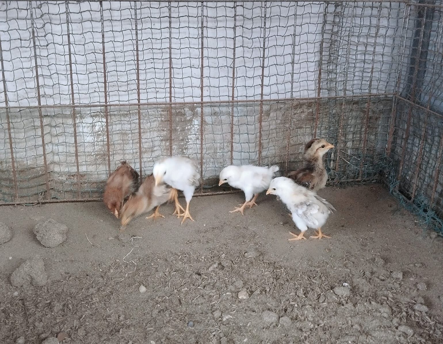 gà tre tân châu con gà tre tân châu con