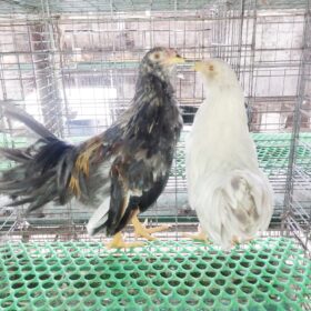 gà tre tân châu choai