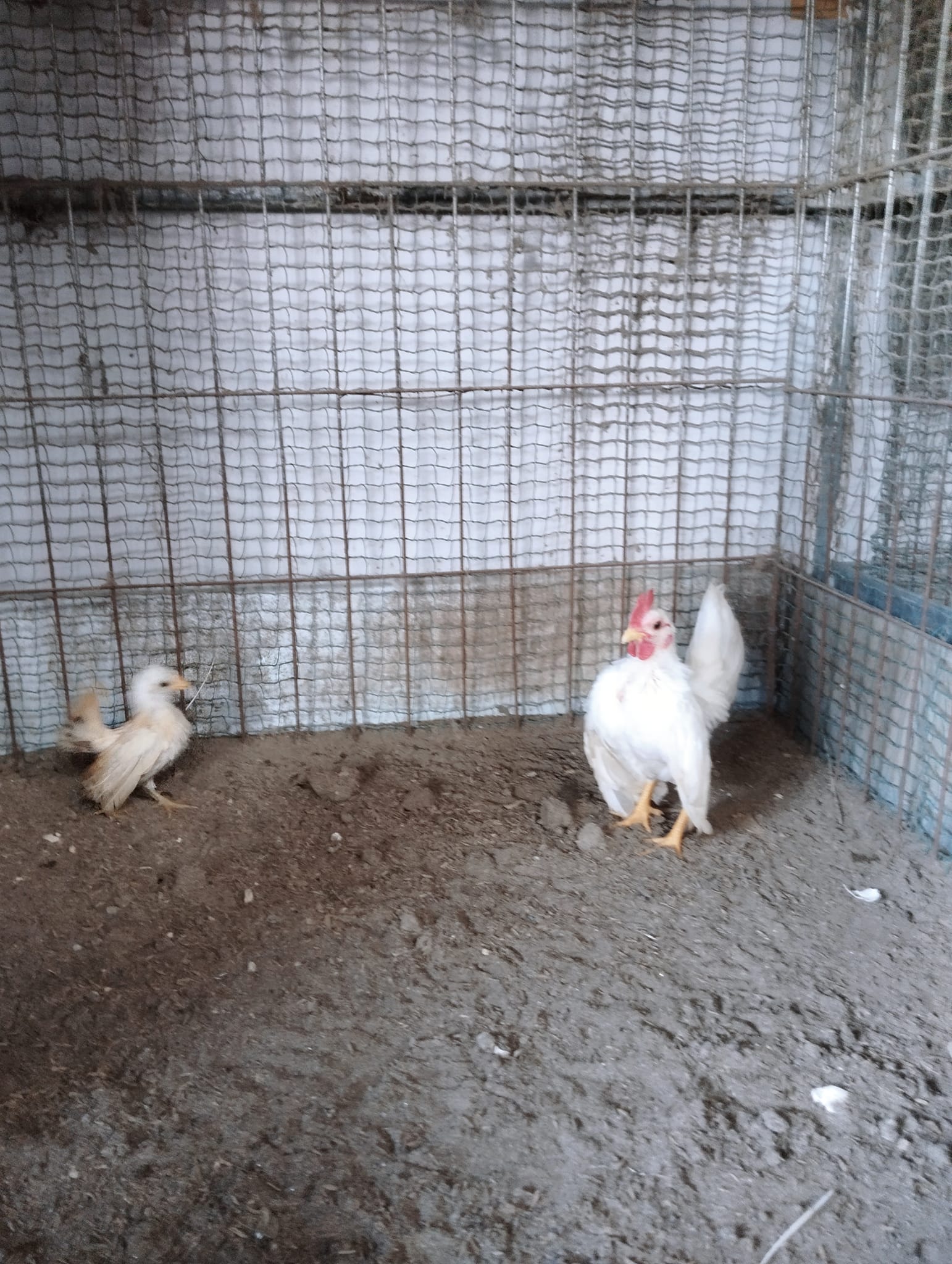 gà tre serama con gà tre serama con