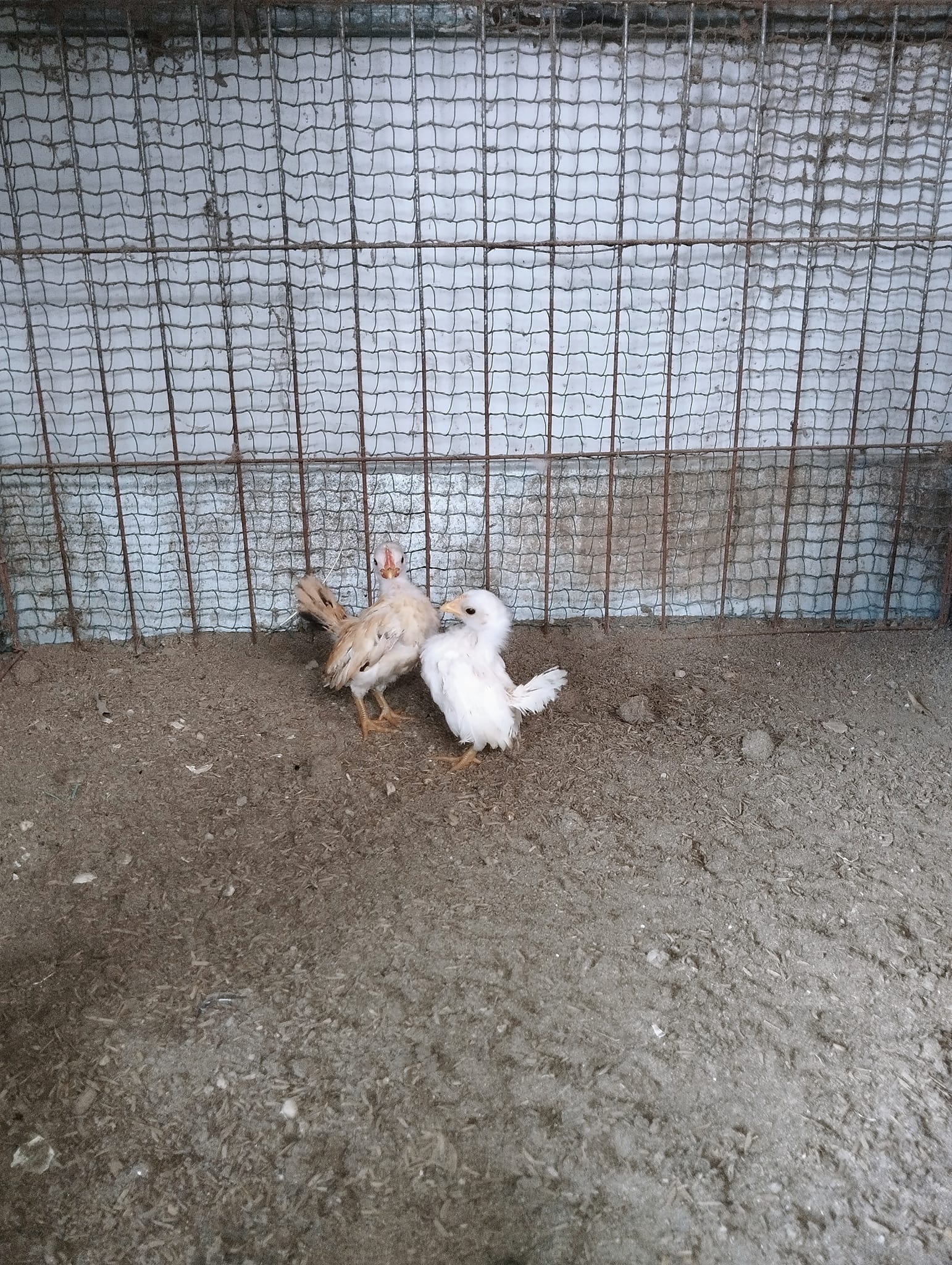 gà tre serama gà tre serama