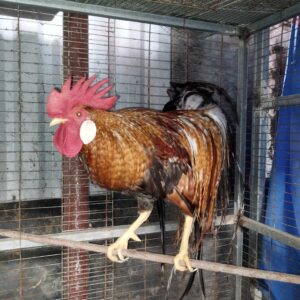 Gà Phoenix màu cú lửa