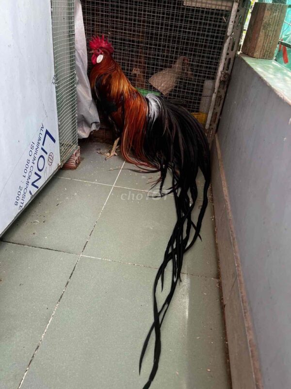 gà onagadori màu điều