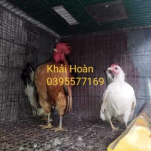 gà serama khét vàng