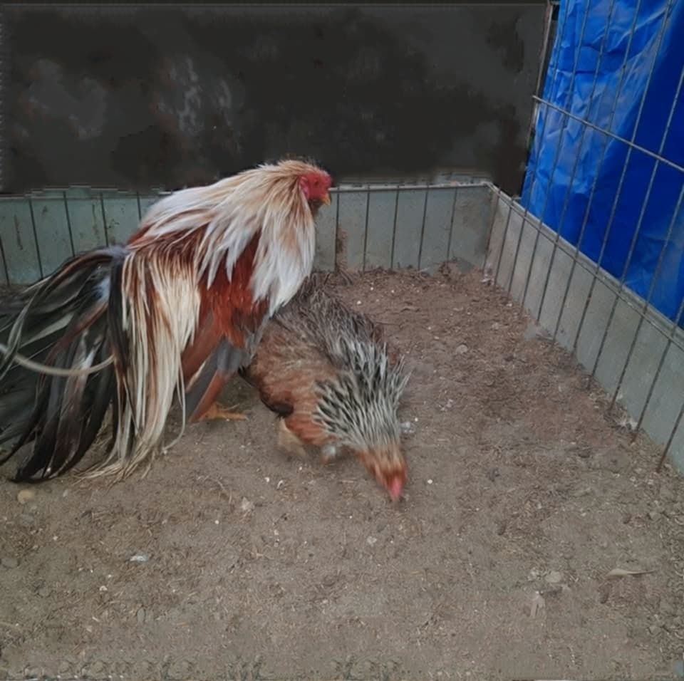 gà tân châu gà tân châu