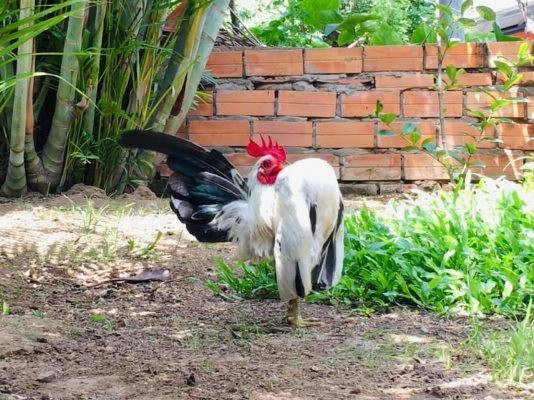 gà tre serama chuối trắng