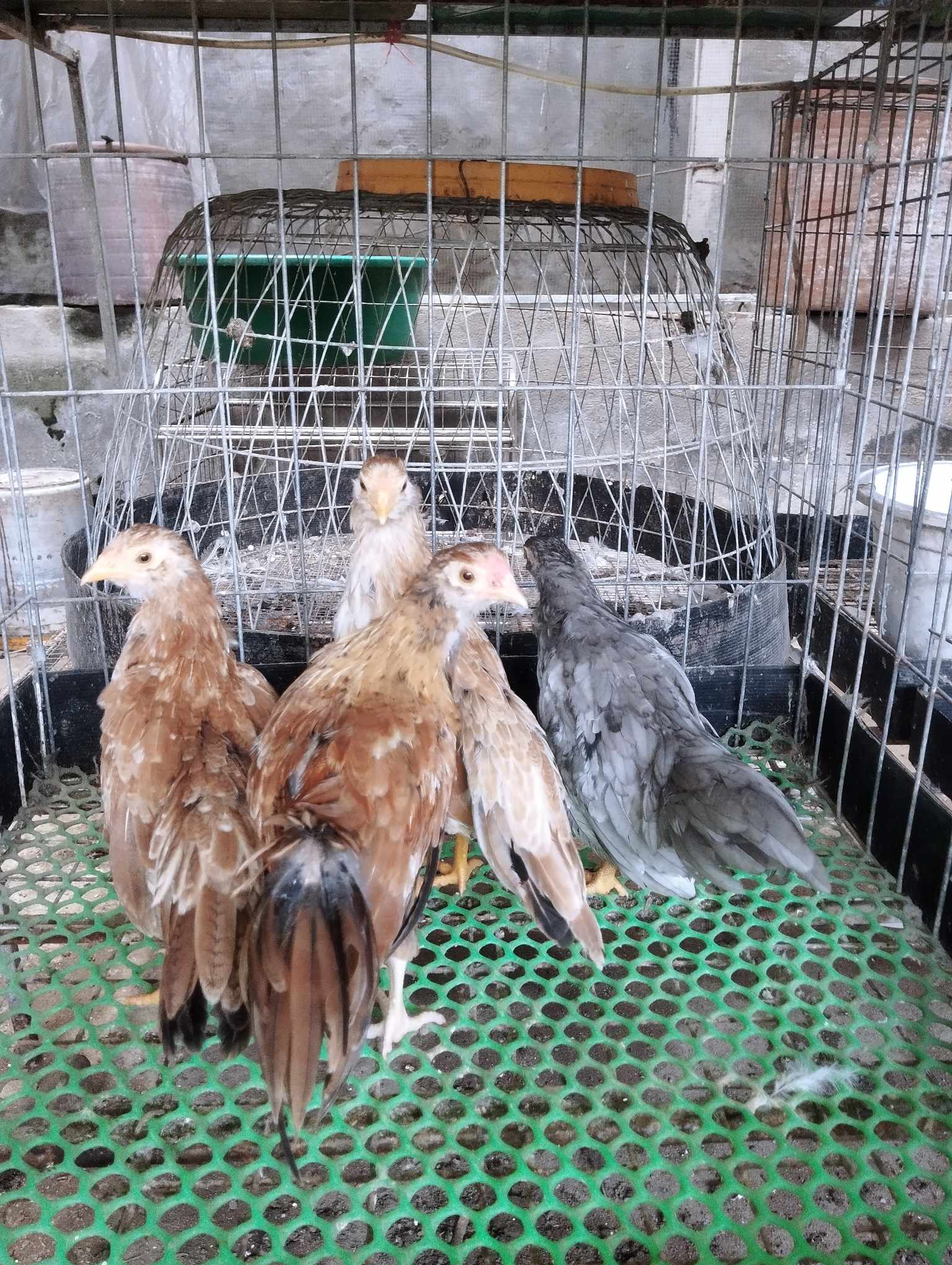 gà tre tân châu gà tre tân châu