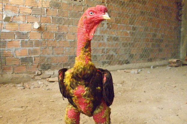 gà chọi