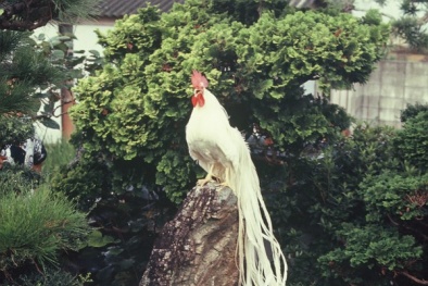 gà onagadori nhạn
