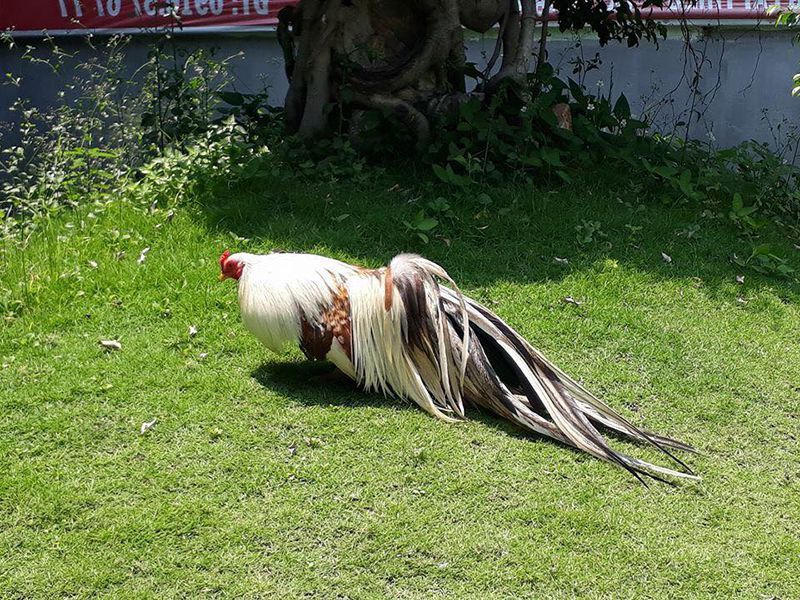 ga tre tân châu chuối