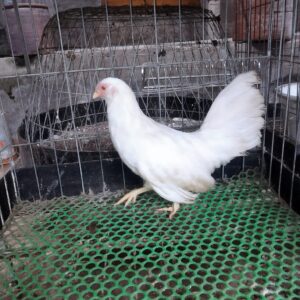 gà tre tân châu mái nhạn