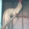 gà phoenix màu nhạn