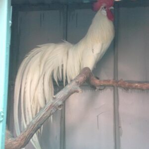 gà phoenix màu nhạn