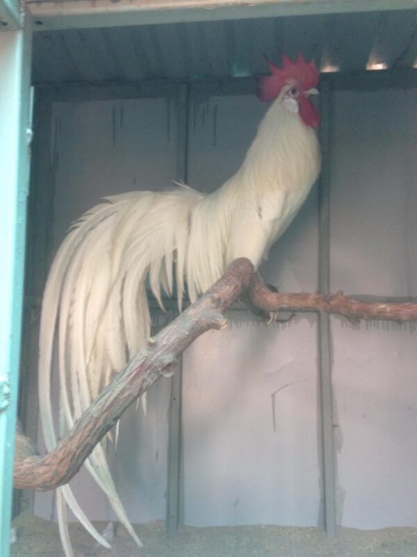 gà phoenix màu nhạn