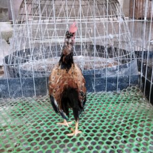 gà tre bắc tít