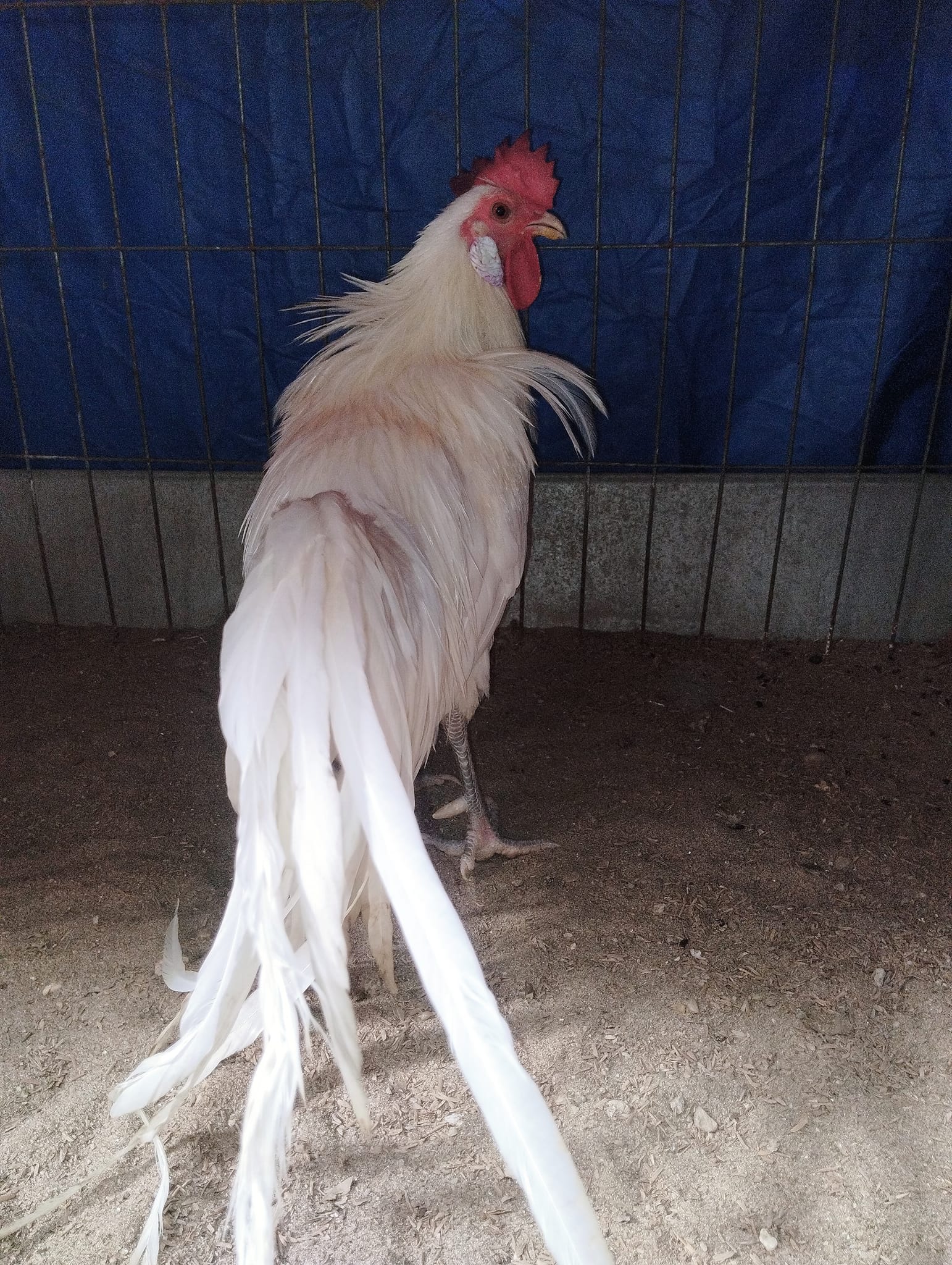gà phoenix màu nhạn gà phoenix màu nhạn
