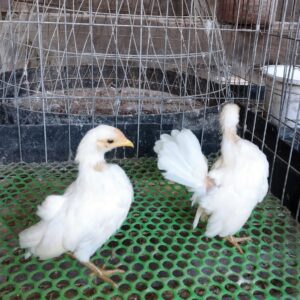 gà serama mái nhạn