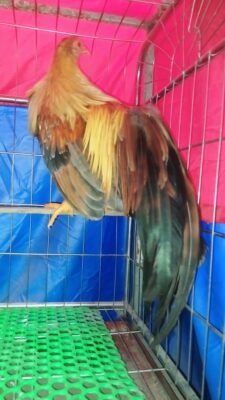 gà tân châu khét