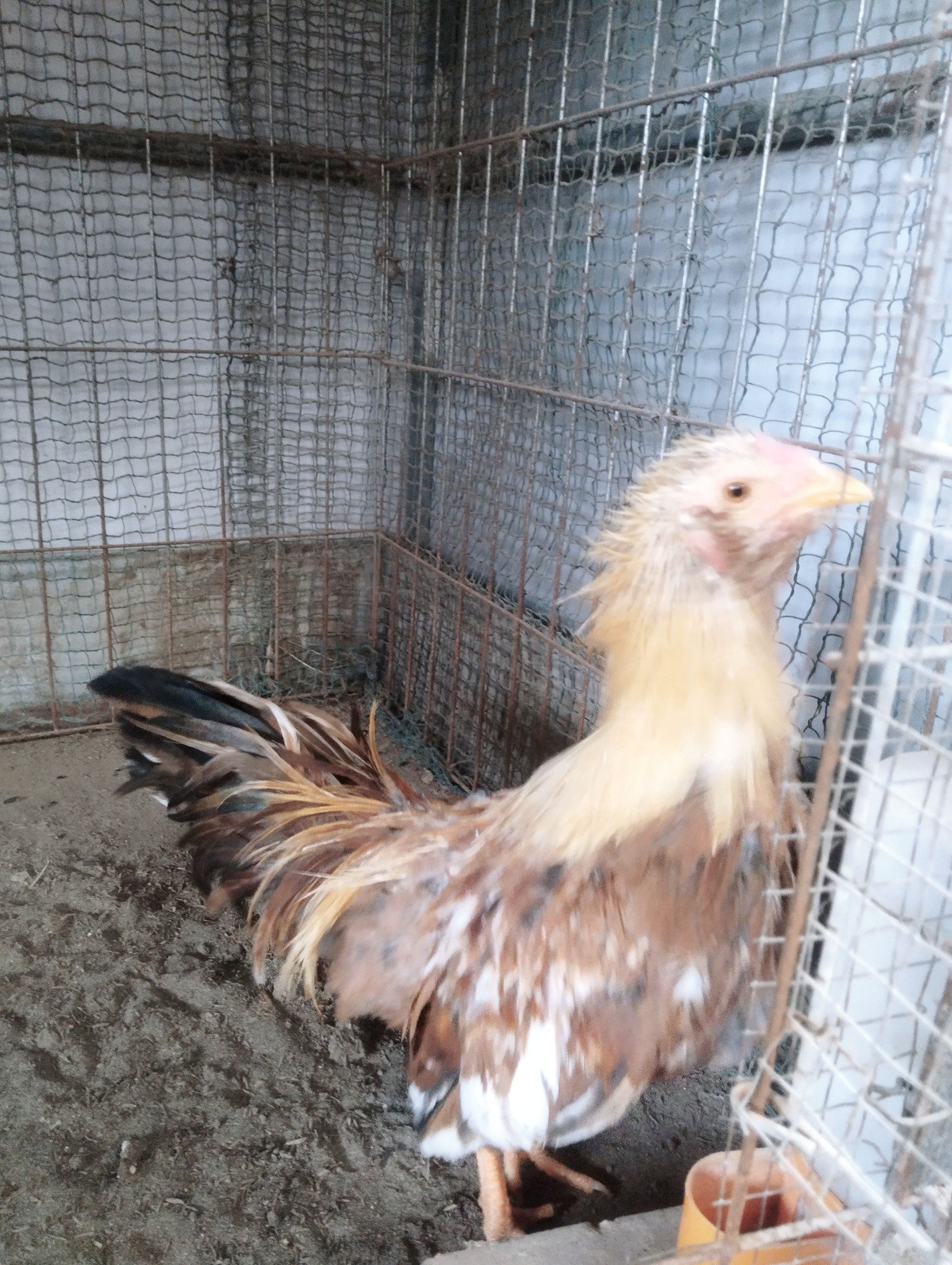 gà tre tân châu gà tre tân châu