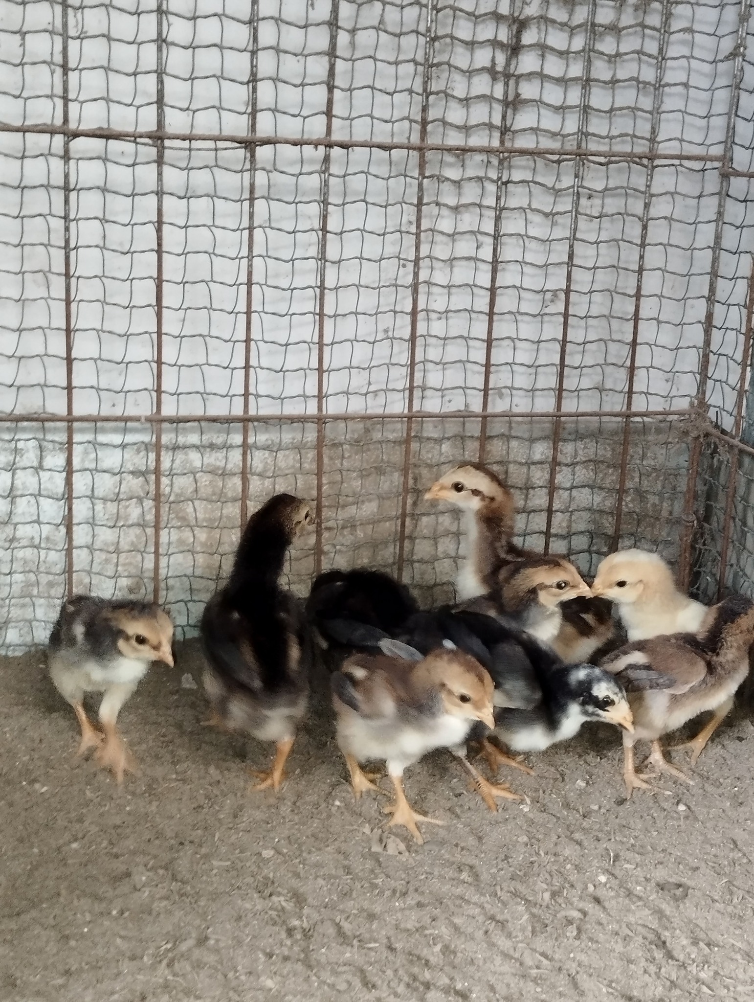 gà chọi con gà chọi con