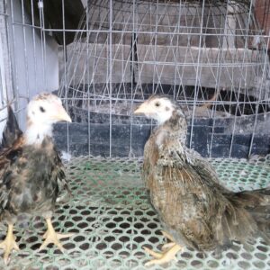gà tre tân châu khét chuối