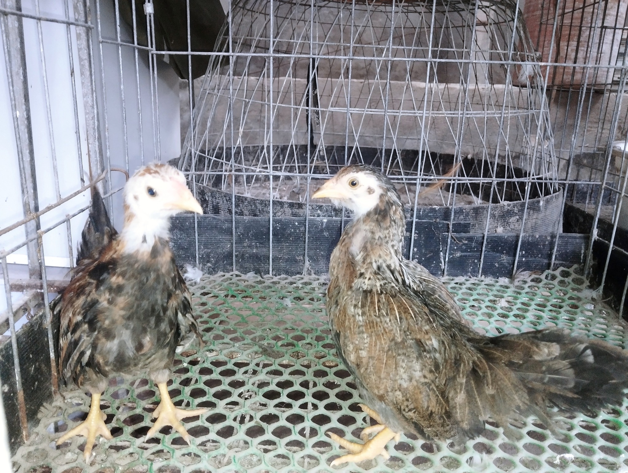 gà tre tân châu khét chuối gà tre tân châu khét chuối