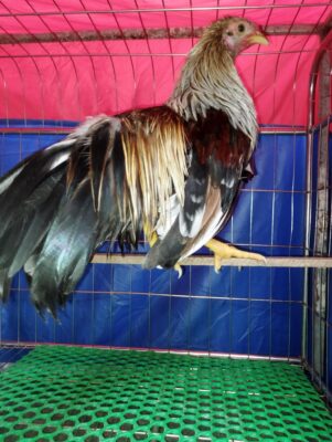 gà tre tân châu trống