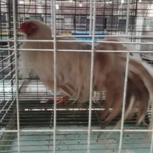 gà tre tân châu màu khét sữa