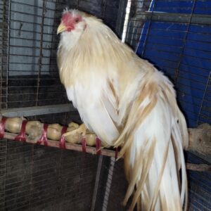gà tre tân châu màu khét sữa