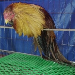 gà tre tân châu màu khét vàng