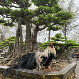 gà tre tân châu trống chuối trắng