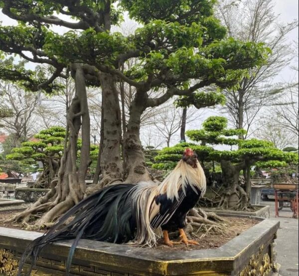 gà tre tân châu trống chuối trắng