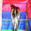 gà tre tân châu màu điều