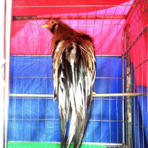 gà tre tân châu màu điều