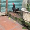 gà tre bắc cộc