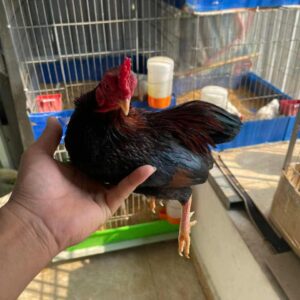 gà tre bắc tít tía
