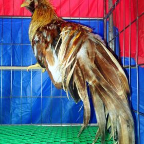 gà trống cảnh