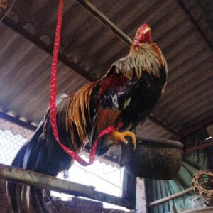 gà tre cảnh 1