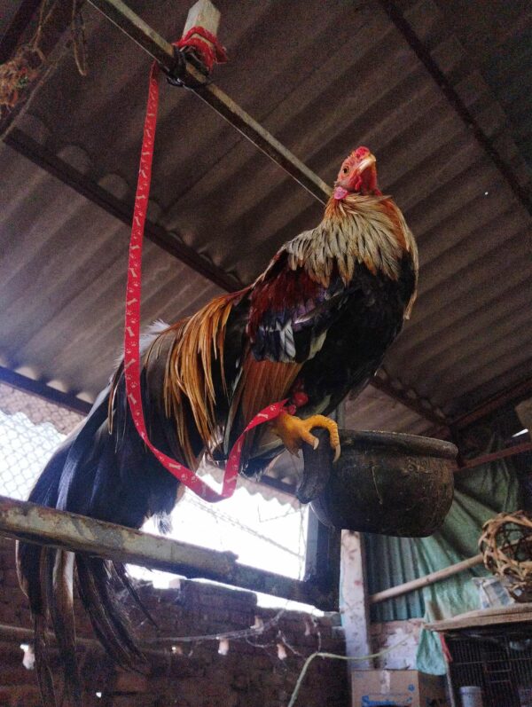 gà tre cảnh 1