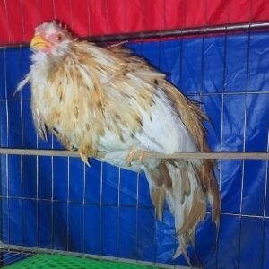 gà tre tân châu màu khét sữa