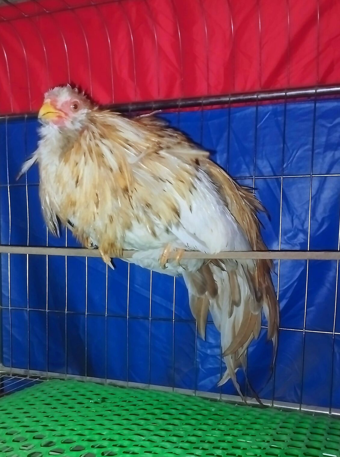 gà tre tân châu màu khét sữa gà tre tân châu màu khét sữa