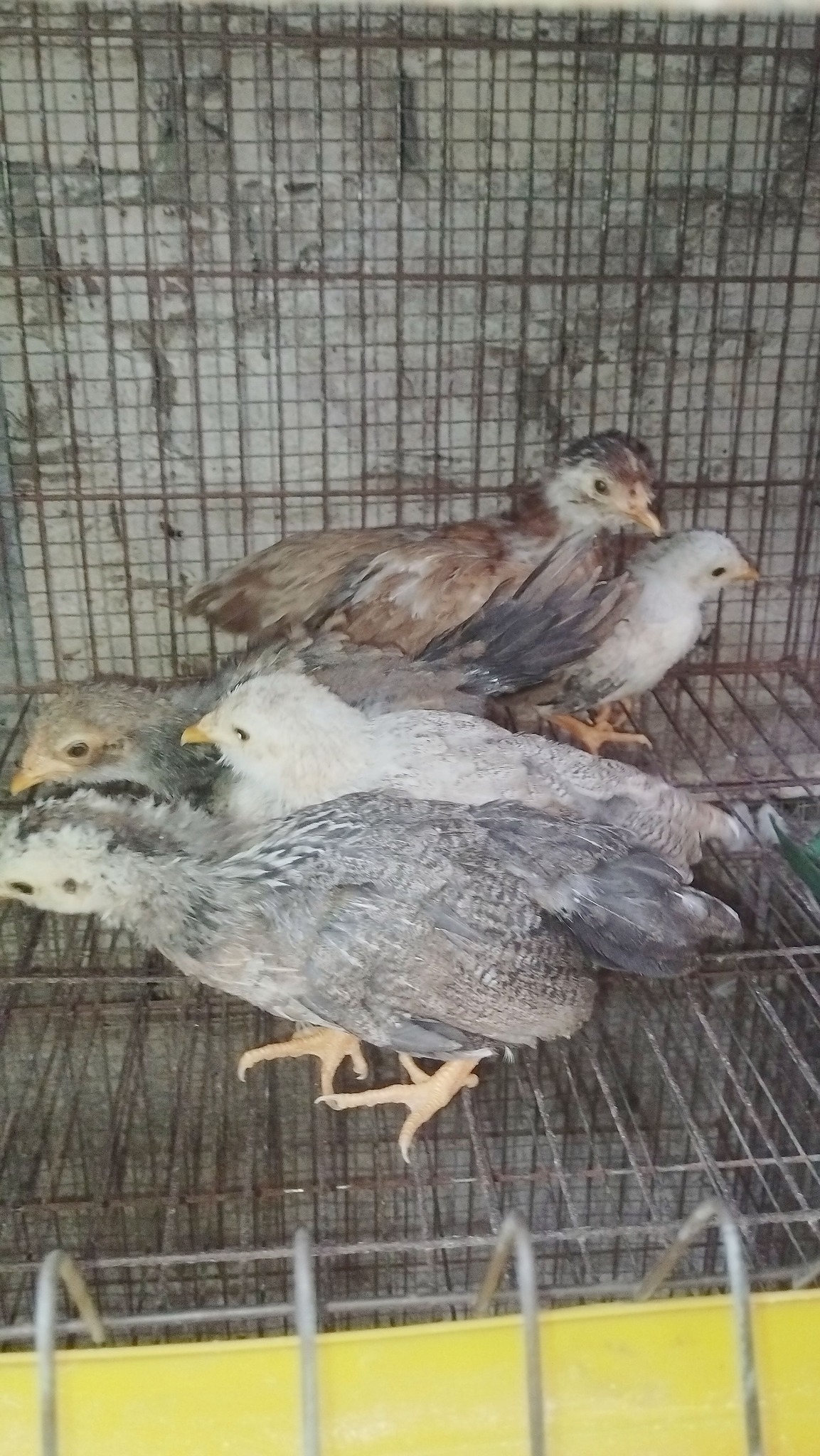 gà tân châu con gà tân châu con