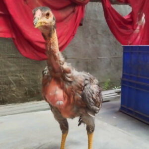gà chọi mái