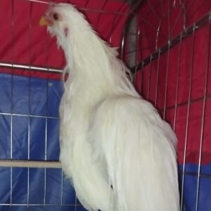 gà tre tân châu nhạn