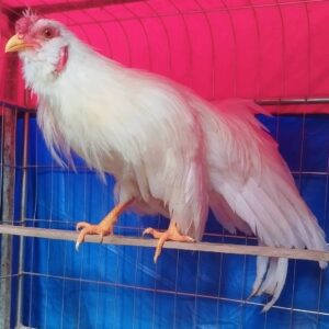 gà tân châu màu nhạn