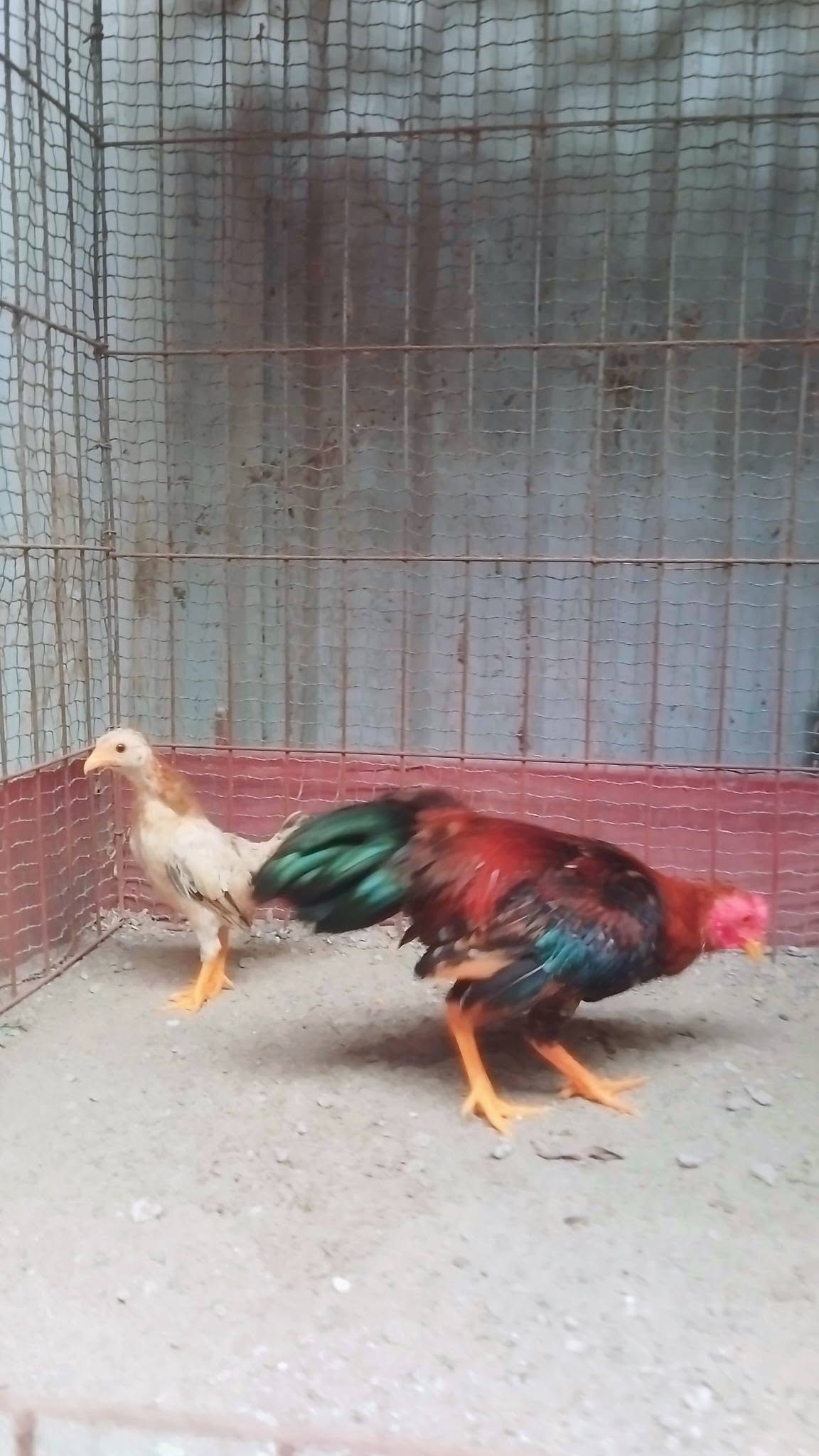 gà tre bắc cộc tít